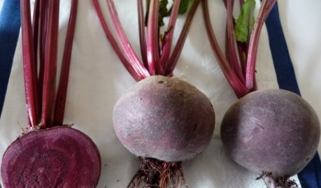 Beets High in Potassium