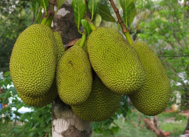 Durian Fruit Benefits