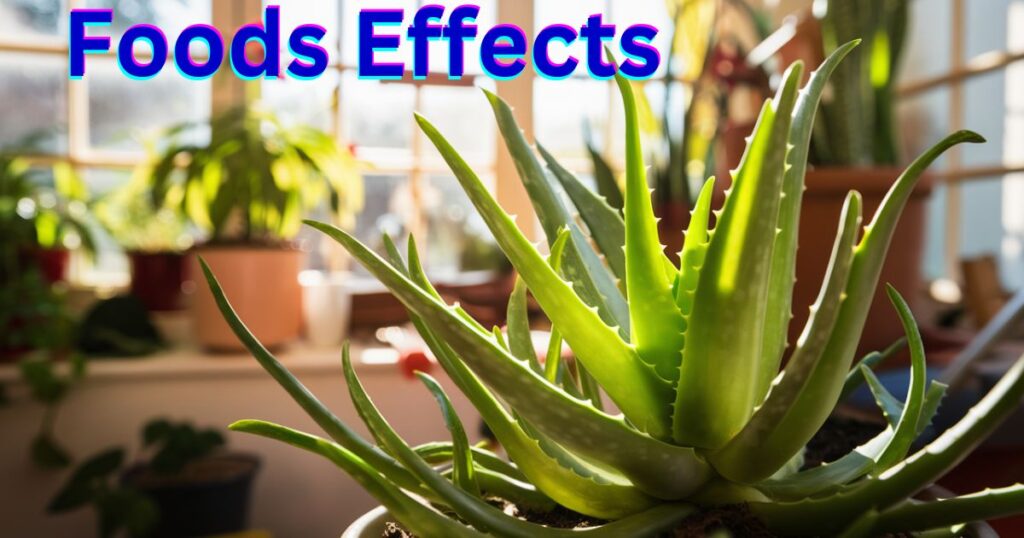 Aloe Vera Plant Care