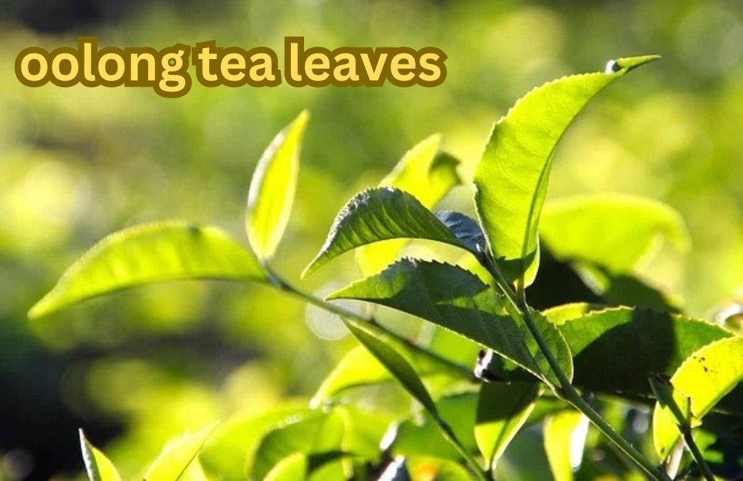 oolong tea leaves